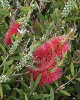 Callistemon Western Glory