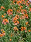 Erysimum Apricot Twist