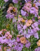 Erysimum Pastel Patchwork