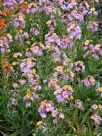 Erysimum Pastel Patchwork