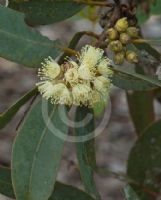 Eucalyptus goniantha notactites