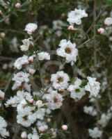 Leptospermum scoparium Pearl