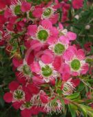 Leptospermum Outrageous