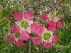 Leptospermum Outrageous