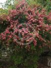 Leptospermum Outrageous