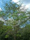 Gleditsia triacanthos inermis