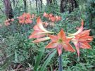 Hippeastrum striatum