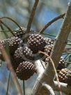 Allocasuarina huegeliana