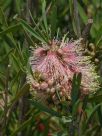 Callistemon phoeniceus Pastel Pink