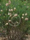 Callistemon phoeniceus Pastel Pink