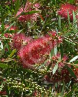 Callistemon Candy Pink