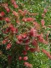 Callistemon Candy Pink