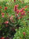 Callistemon Betka Beauty