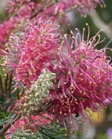 Grevillea Bulli Beauty