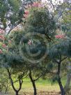 Grevillea Bulli Beauty