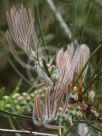 Callistemon Symon