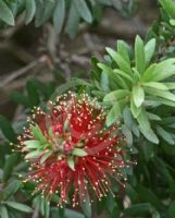 Callistemon recurvus