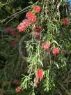 Callistemon recurvus