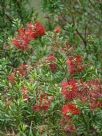 Callistemon recurvus