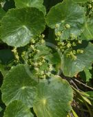 Hydrocotyle bonariensis