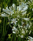 Agapanthus Snowstorm