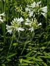 Agapanthus Snowstorm