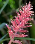 Aechmea distichantha