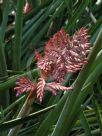 Aechmea distichantha