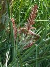 Aechmea distichantha