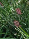 Aechmea distichantha