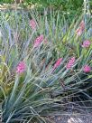 Aechmea distichantha