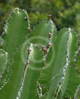 Euphorbia cooperi