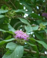 Callicarpa longifolia