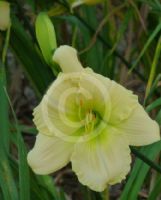 Hemerocallis Lauren Leah