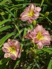 Hemerocallis Mary Tudor