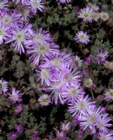 Drosanthemum floribundum