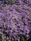 Drosanthemum floribundum