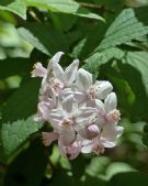 Deutzia hybrida Mont Rose