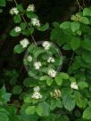 Cornus sanguinea