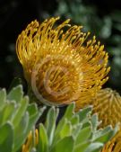 Leucospermum Carnival Yellow