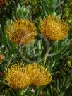 Leucospermum Carnival Yellow