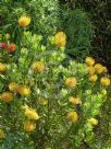 Leucospermum Carnival Yellow