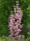 Toona sinensis Flamingo