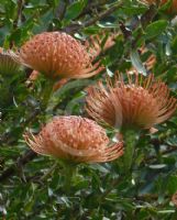 Leucospermum Firewheel