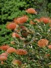 Leucospermum Firewheel