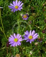 Brachyscome multifida dilatata