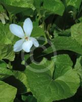 Viola odorata Alba