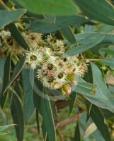 Eucalyptus rigens