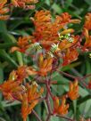 Anigozanthos Bush Ochre