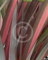 Phormium Crimson Devil